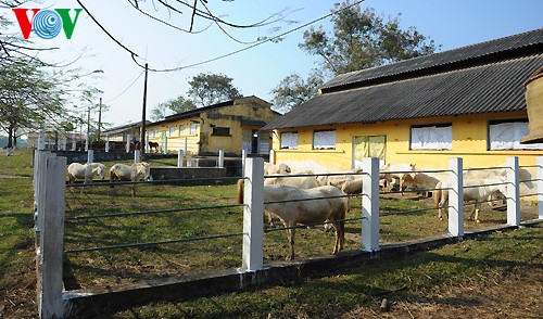 A tour of the biggest horse farm in the north - ảnh 1